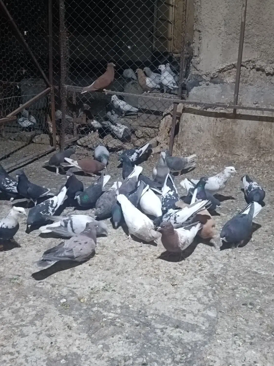 باسلام خدمت دوستان 30کفتر جفتی 700|پرنده|شیراز, وزیرآباد|دیوار