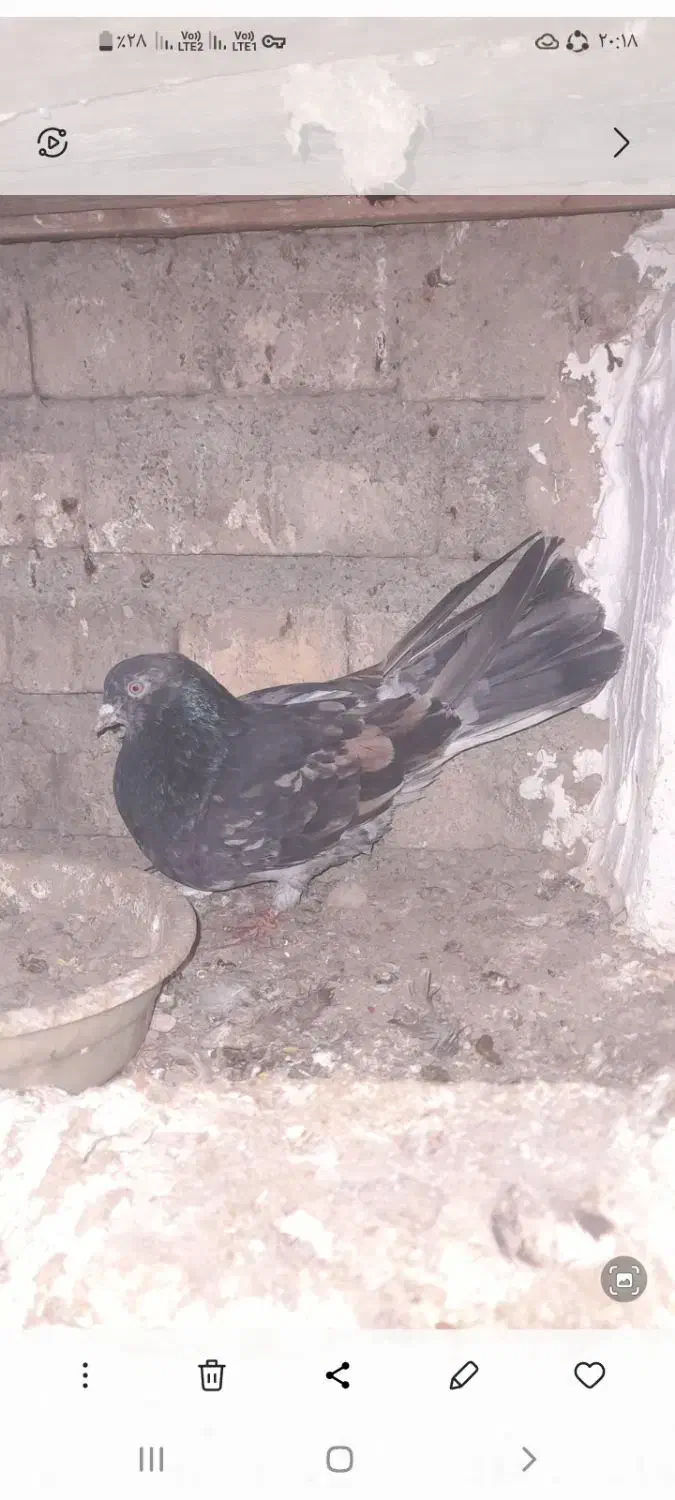 کبوترسرورپرشی|پرنده|آق قلا, |دیوار