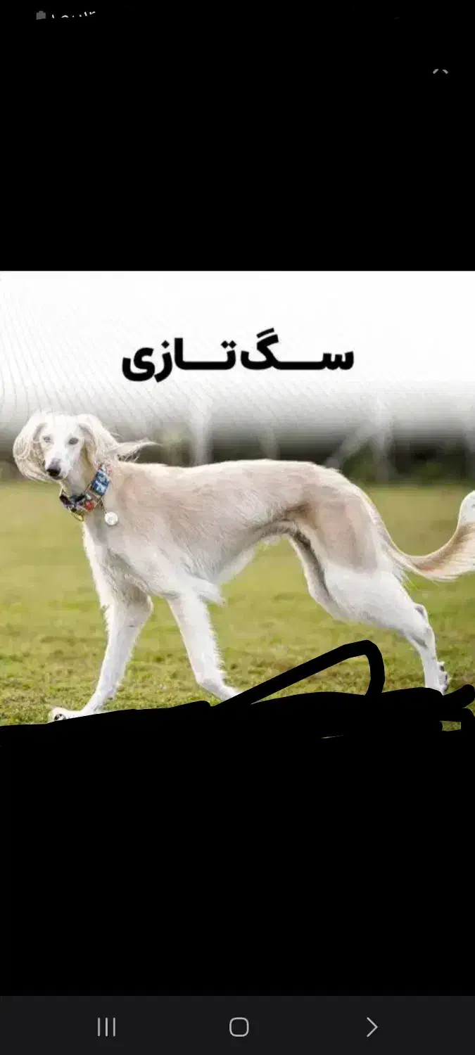 تازی شکاری فقط معاوضه بادوربین شکاری|سگ|بیلوار, |دیوار