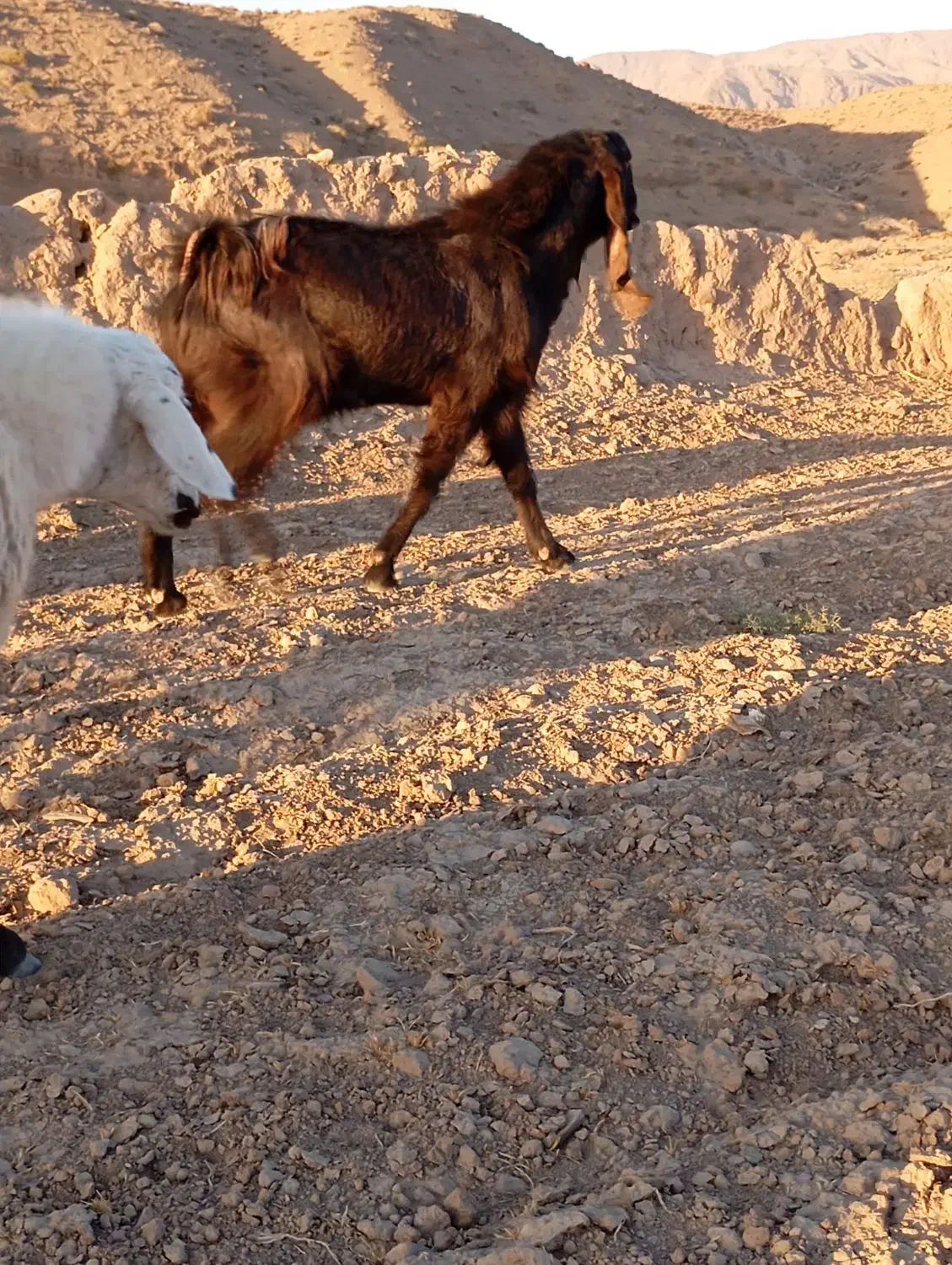 نربز پاکستانی|حیوانات مزرعه|سلامی, |دیوار