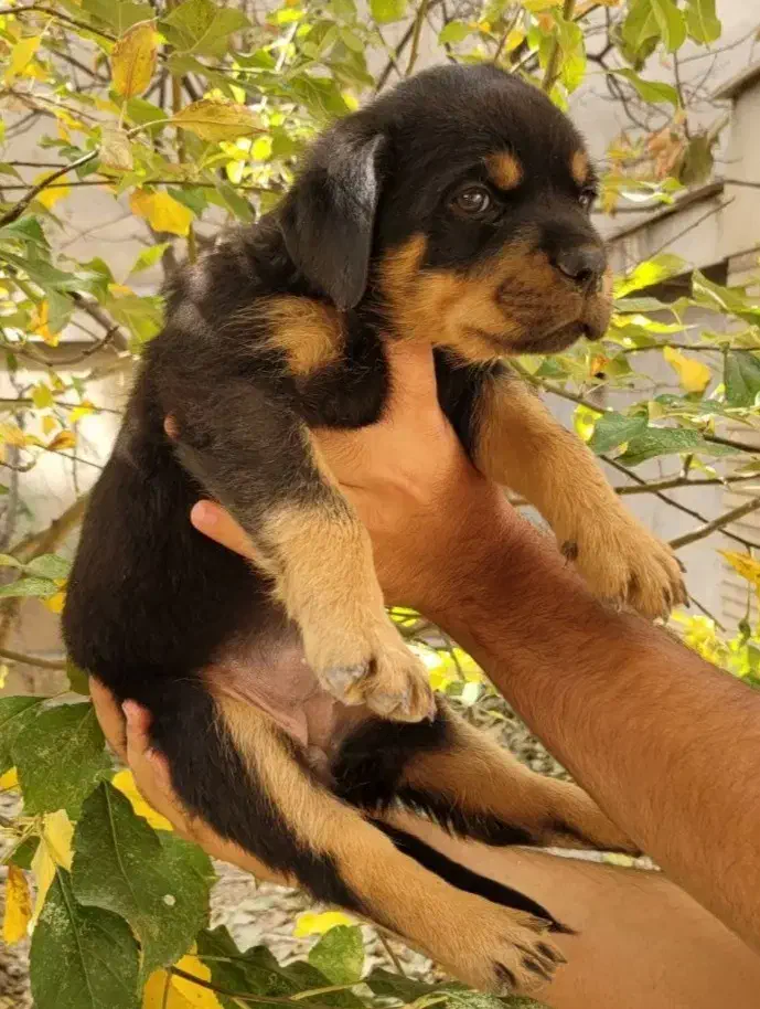 روتوایلر|سگ|تهران, تهرانپارس غربی|دیوار