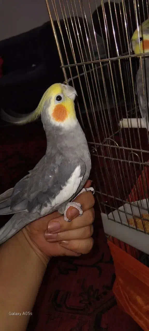 فروش عروس هلندی|پرنده|پاکدشت, پارچین|دیوار