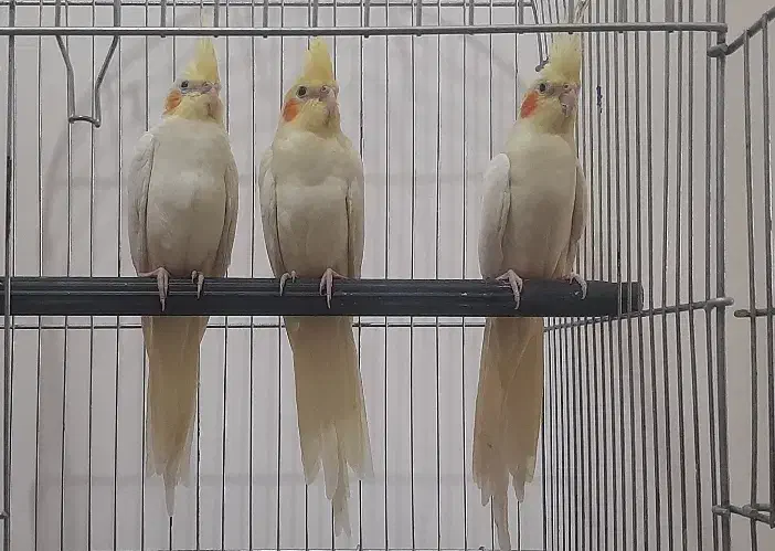 جوجه عروس هلندی آماده آموزش|پرنده|دماوند, گیلاوند|دیوار