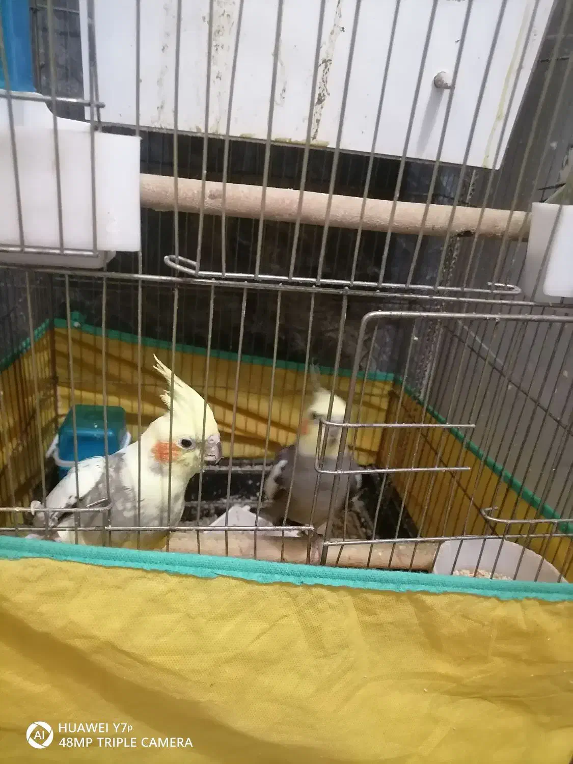 عروس هلندی|پرنده|قم, شهرک فاطمیه|دیوار