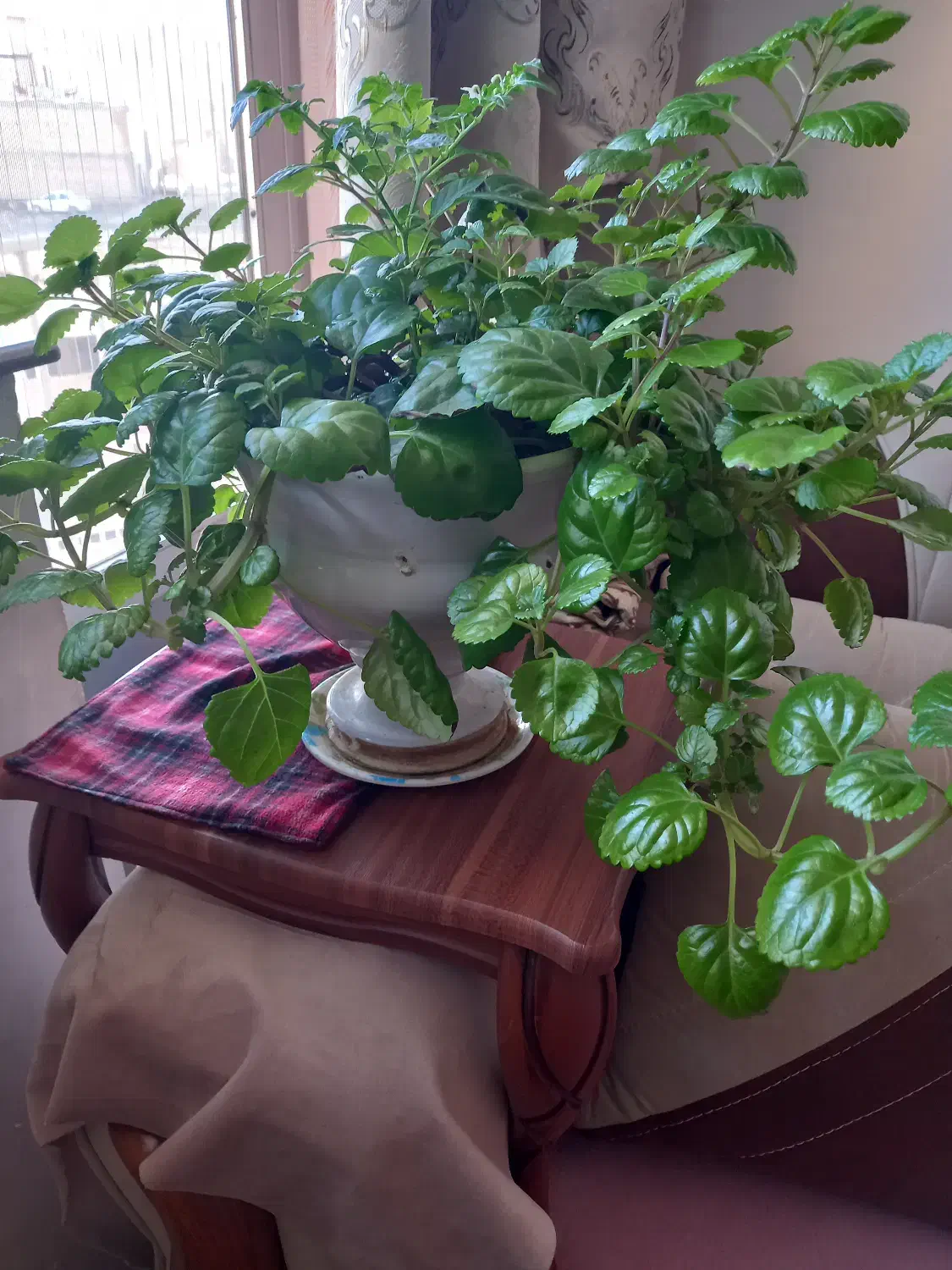 گلهای زیبا وشمعدانی چهار  نوع گل میده هر ک ۳۰۰|گل و گیاه طبیعی|خوی, |دیوار