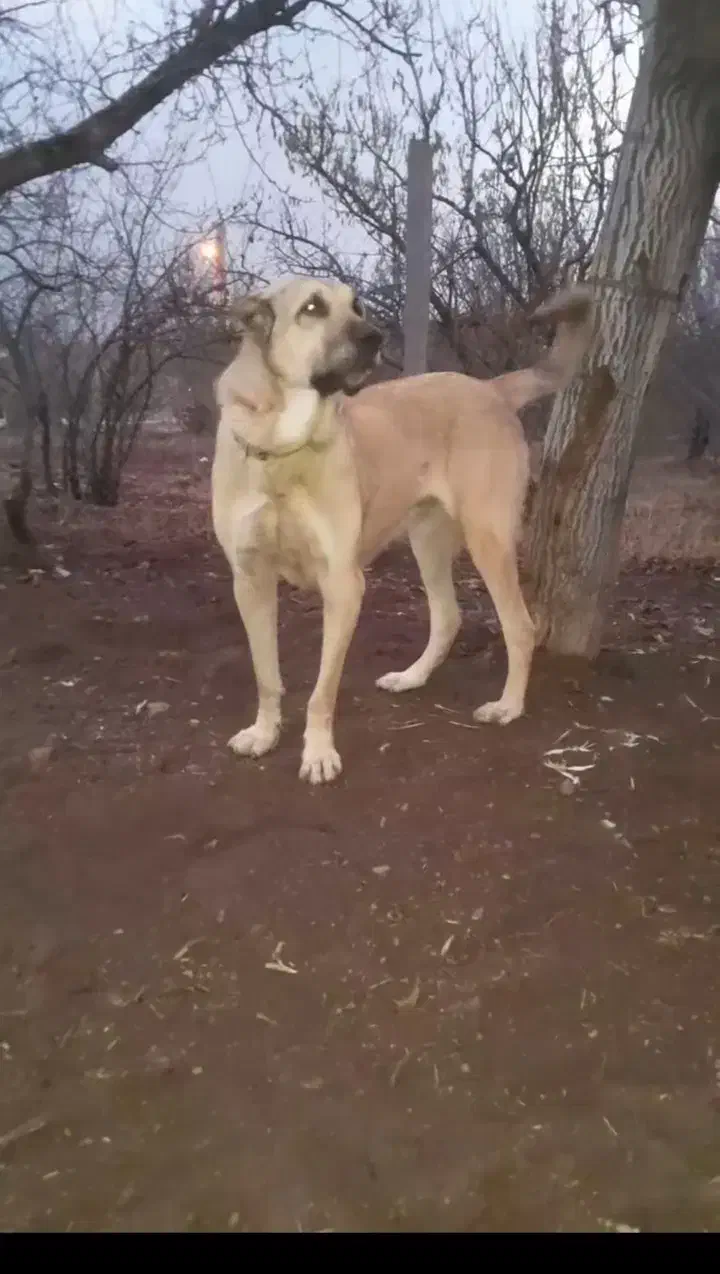 ماده مستان ازنسل ترامپ محمد غفارارمیه|سگ|عجب شیر, |دیوار