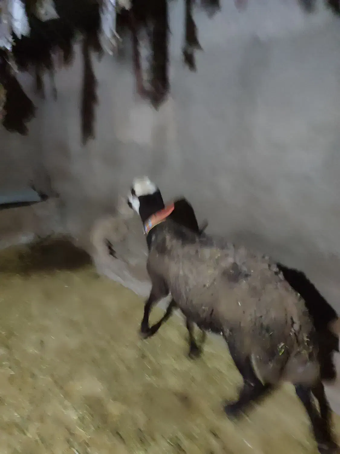 قوچ افشار|حیوانات مزرعه|بیرانوند, |دیوار