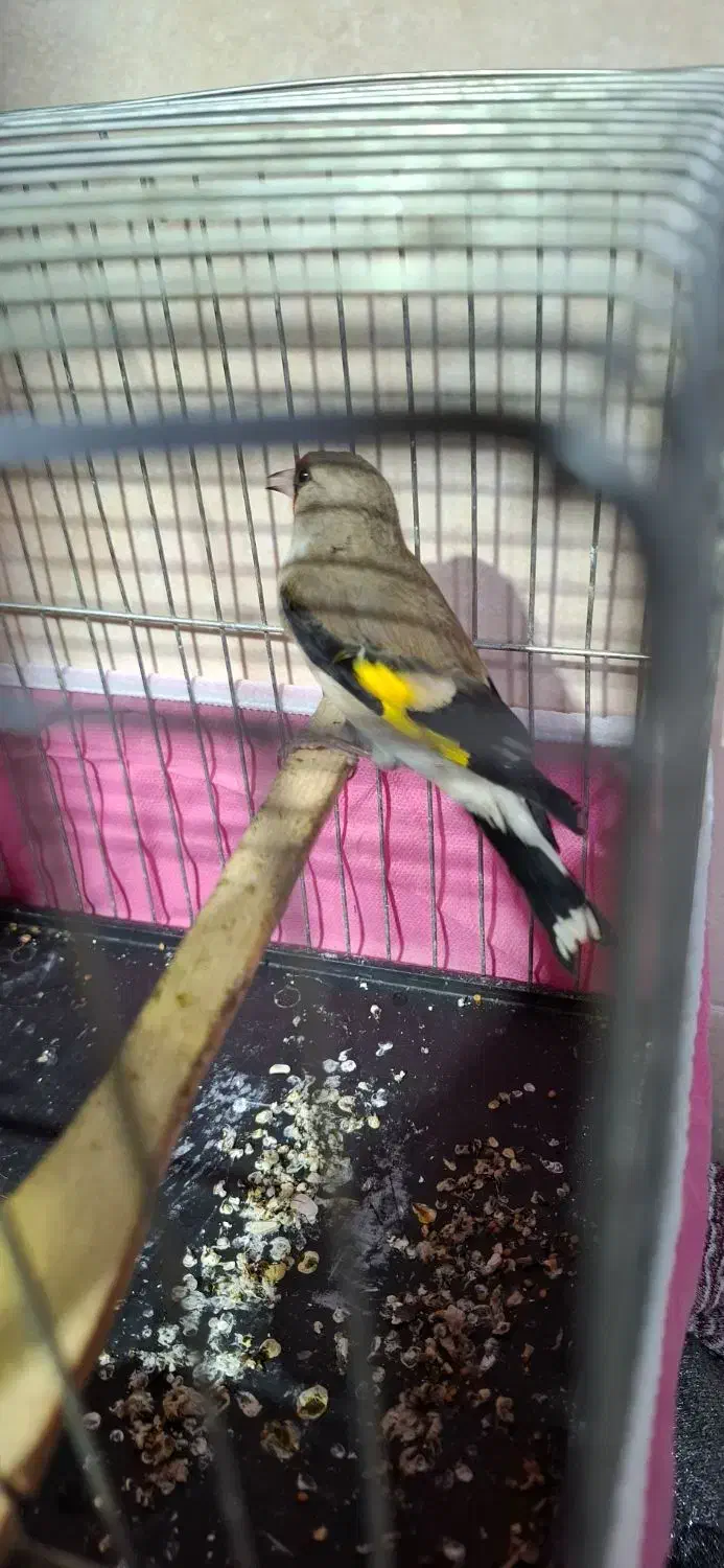 سهره کرمانی|پرنده|بجنورد, |دیوار