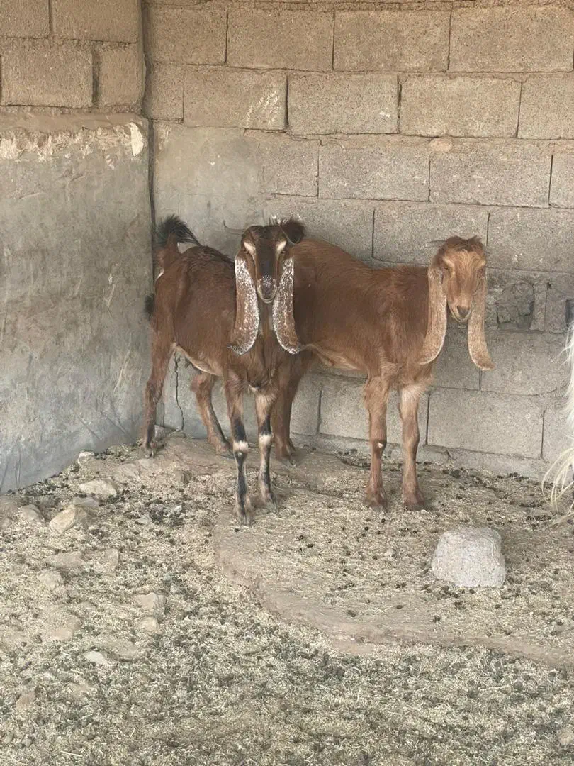 بره وبز|حیوانات مزرعه|شوشتر, |دیوار