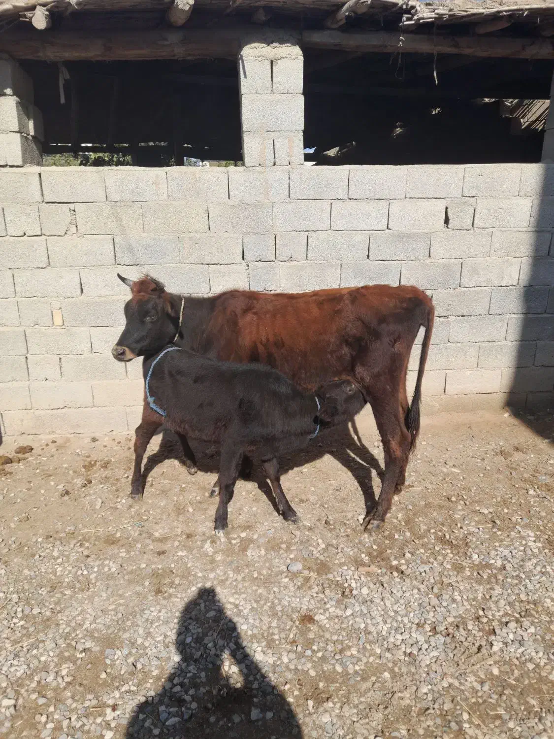 گاو گوساله دار جوان  گوساله  ماده|حیوانات مزرعه|گنبد کاووس, |دیوار