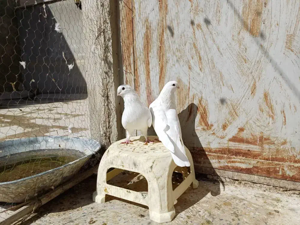 کفتر. نوک قنار|پرنده|تهران, شهرک امام خمینی|دیوار