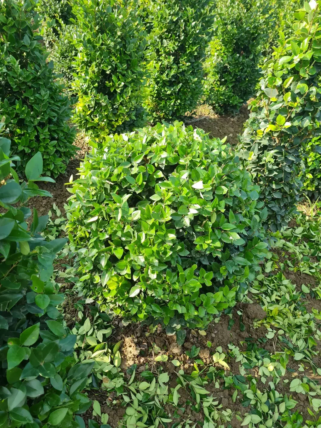 فروش درختچه یاس هلندی توپی و مخروطی|گل و گیاه طبیعی|بهنمیر, |دیوار