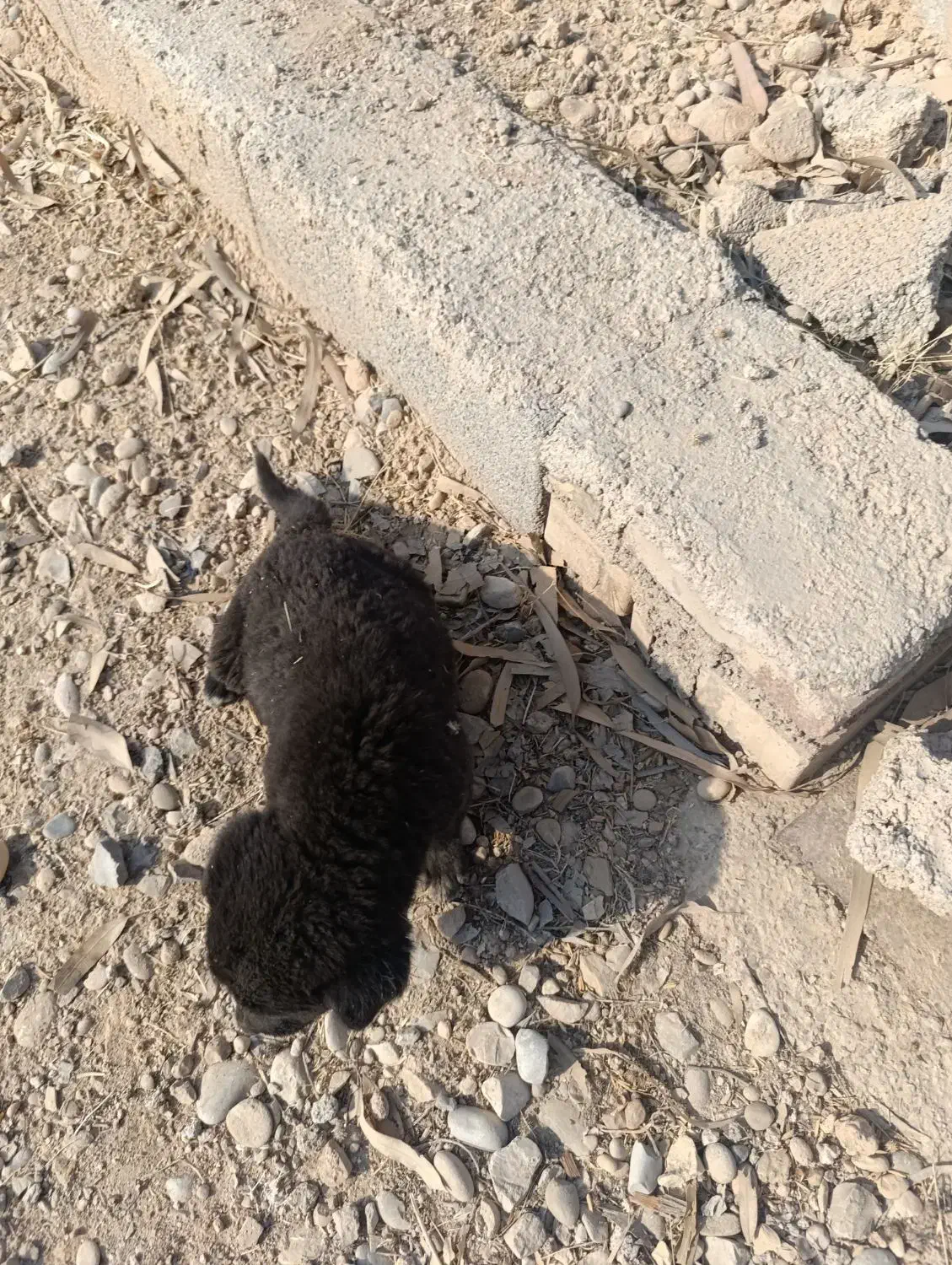 سگ قدرجانی|سگ|شوشتر, |دیوار