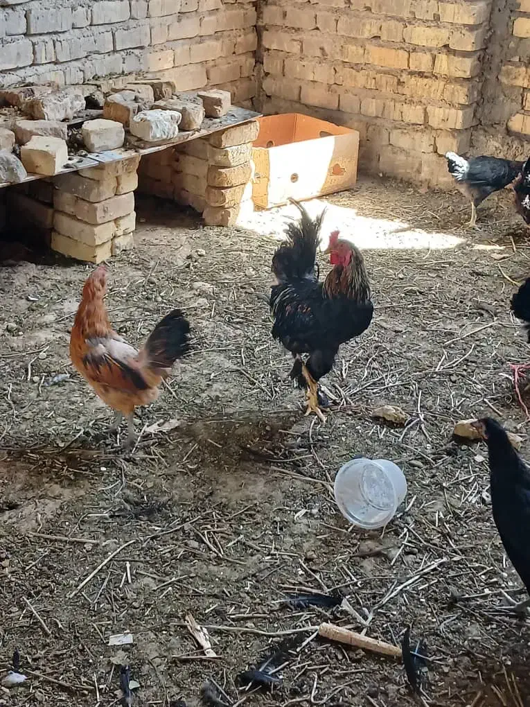 فروش مرغ و خروس محلی از چند نژاد سلطان و...|حیوانات مزرعه|شیراز, ماه فیروزان|دیوار