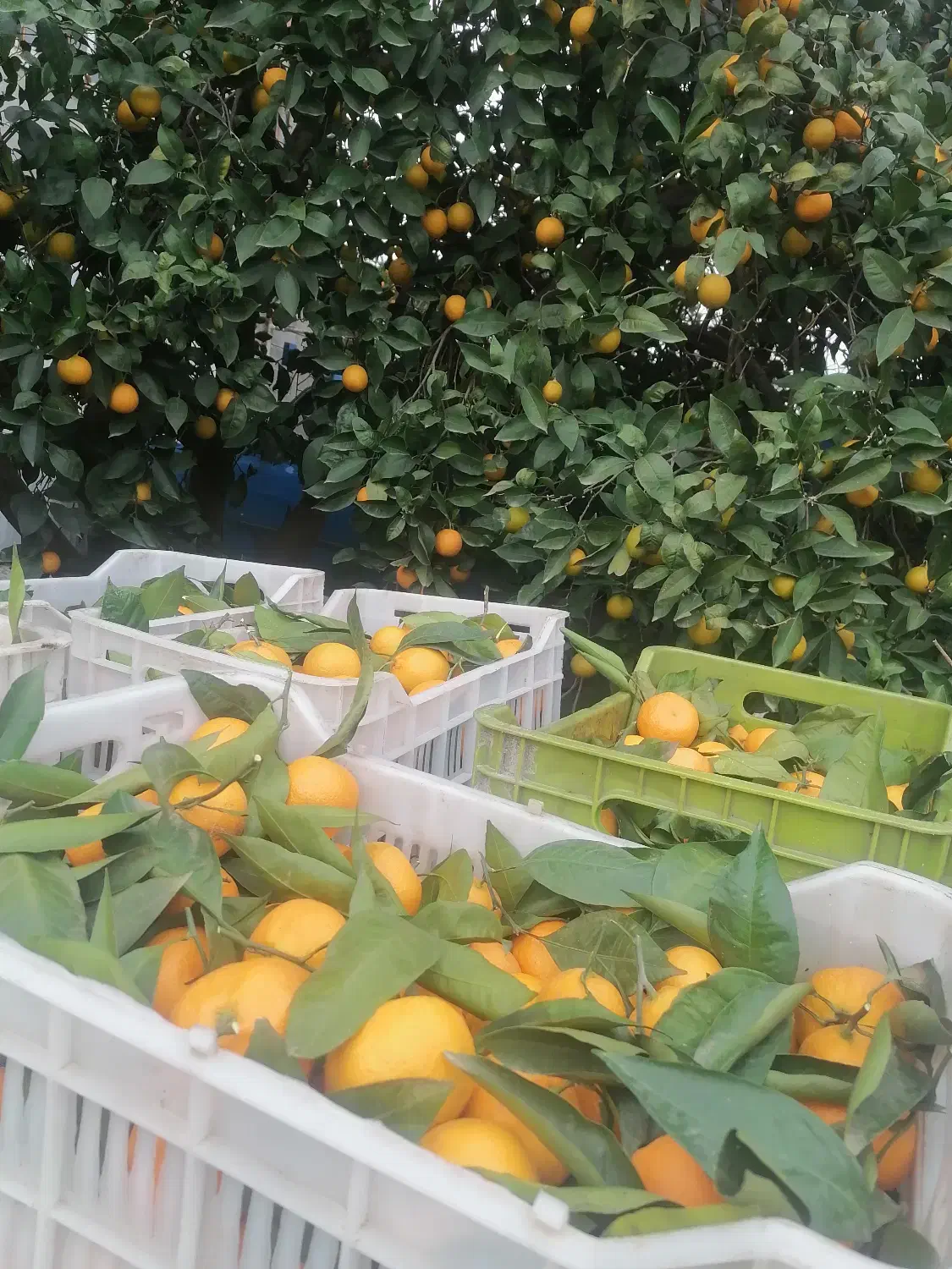 نارنگی اشو60|عمده‌فروشی|قائم‌شهر, |دیوار