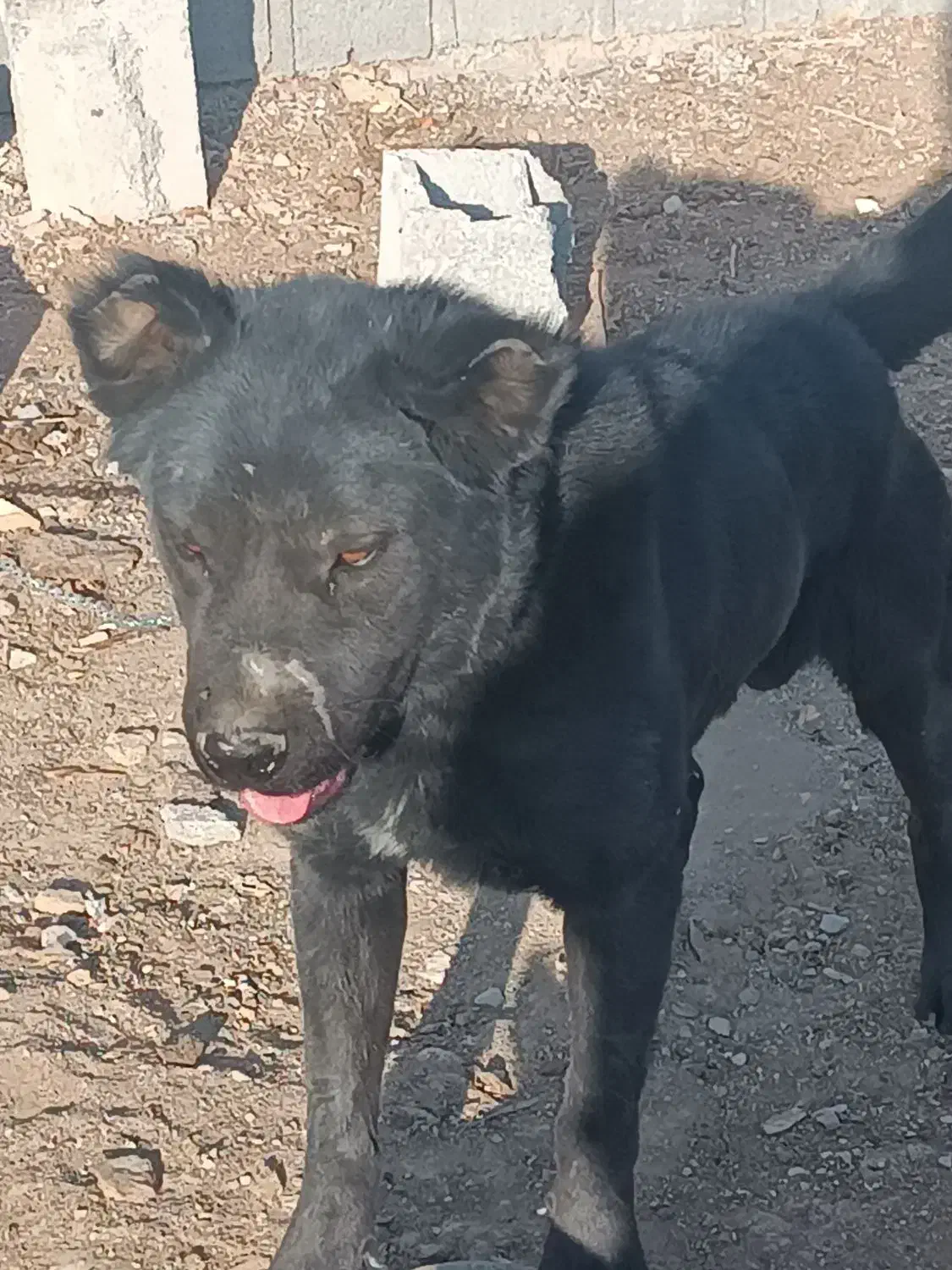 سگ نر گله ای|سگ|پیر بکران, |دیوار