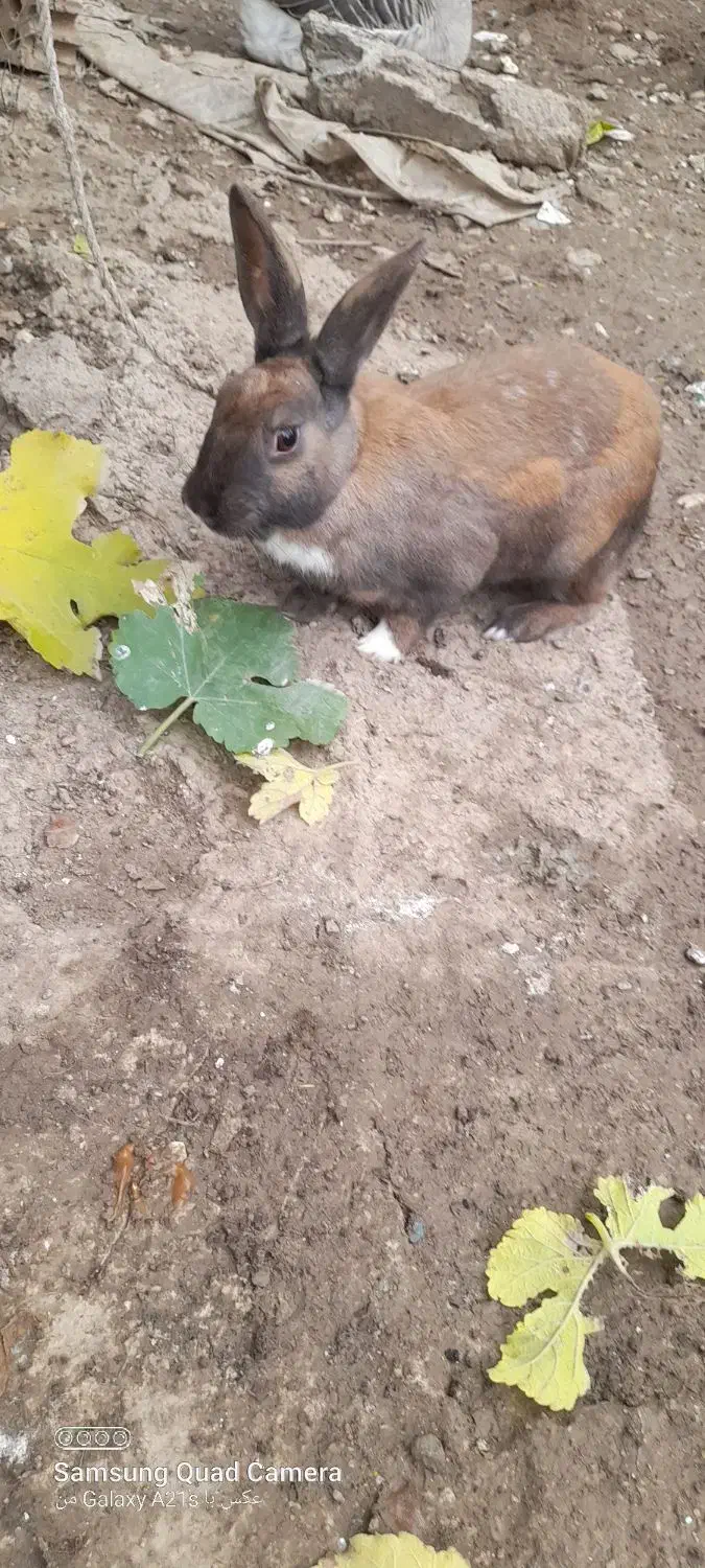 خرگوش|موش و خرگوش|مینودشت, |دیوار