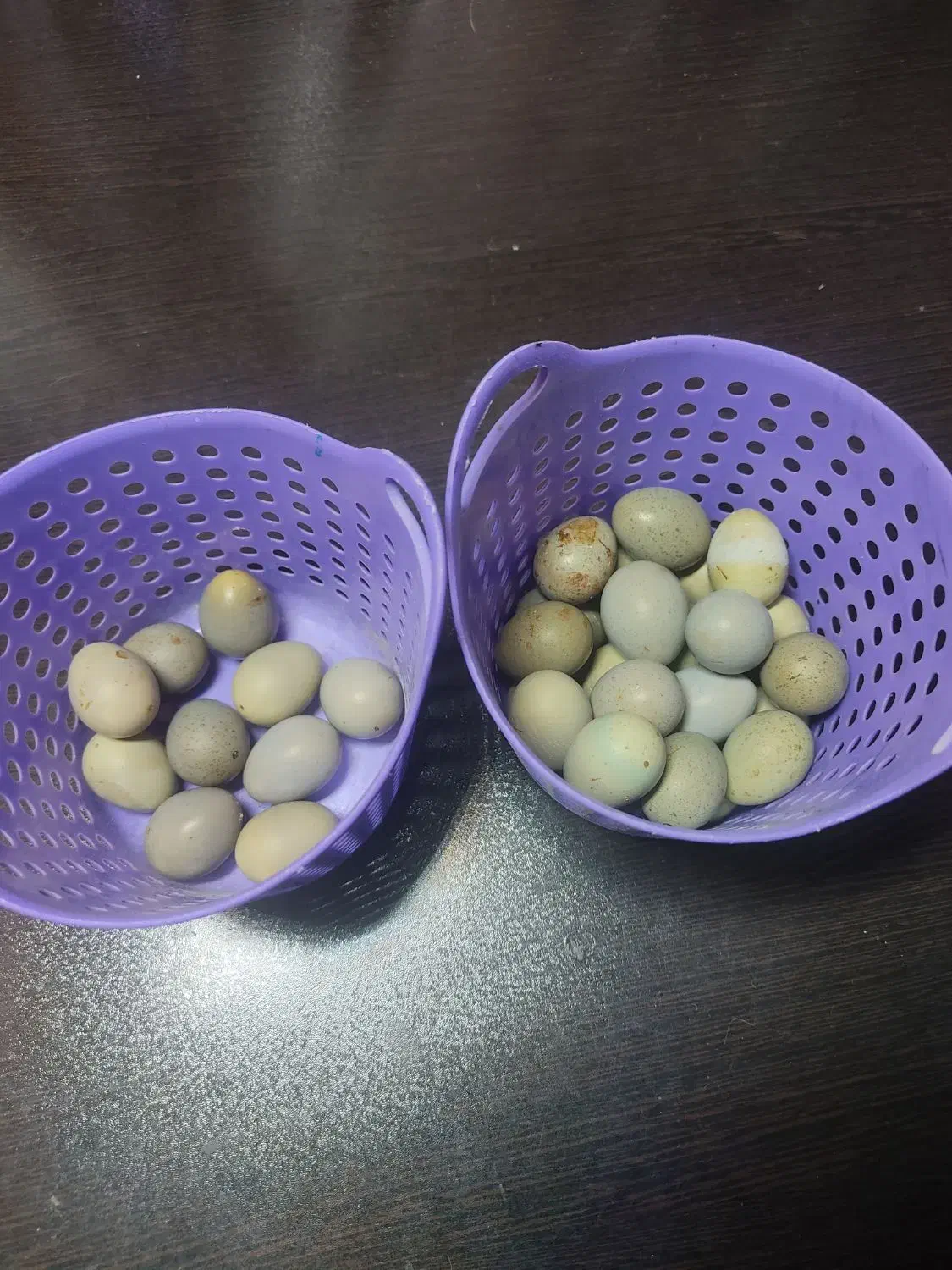 تخم نطفه دار بلدرچین مینیاتوری|حیوانات مزرعه|ابرکوه, |دیوار