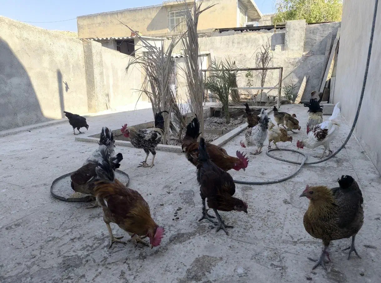 فروش مرغ و خروس محلی اصل|حیوانات مزرعه|نورآباد ممسنی, |دیوار