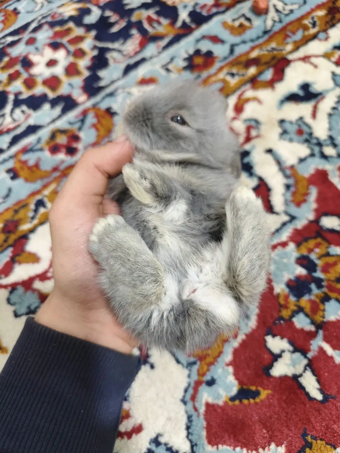 خرگوش کوچیک بازیگوش|موش و خرگوش|تبریز, |دیوار