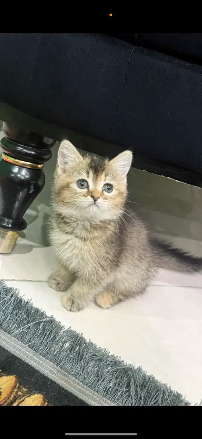 گربه بیریتیش|گربه|تهران, منیریه|دیوار