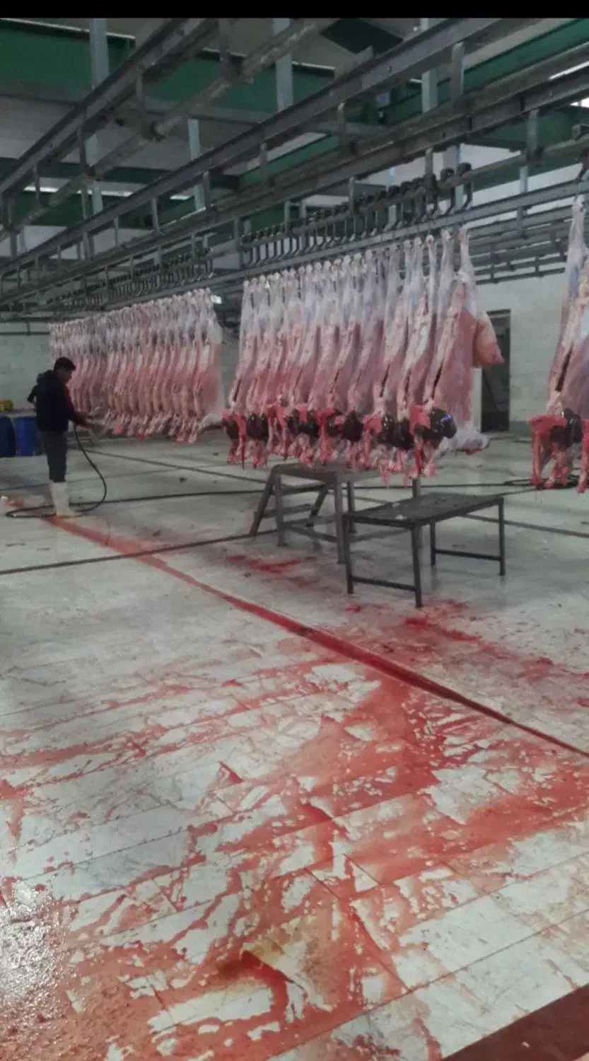 فروش گوسفند زنده و قصاب سیار|حیوانات مزرعه|اسلامشهر, شاطره|دیوار