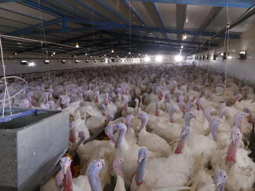 جوجه بوقلمون بیوتی/یک روزه/یک‌ماهه/صنعتی/گوشتی|حیوانات مزرعه|مشهد, مقدم|دیوار