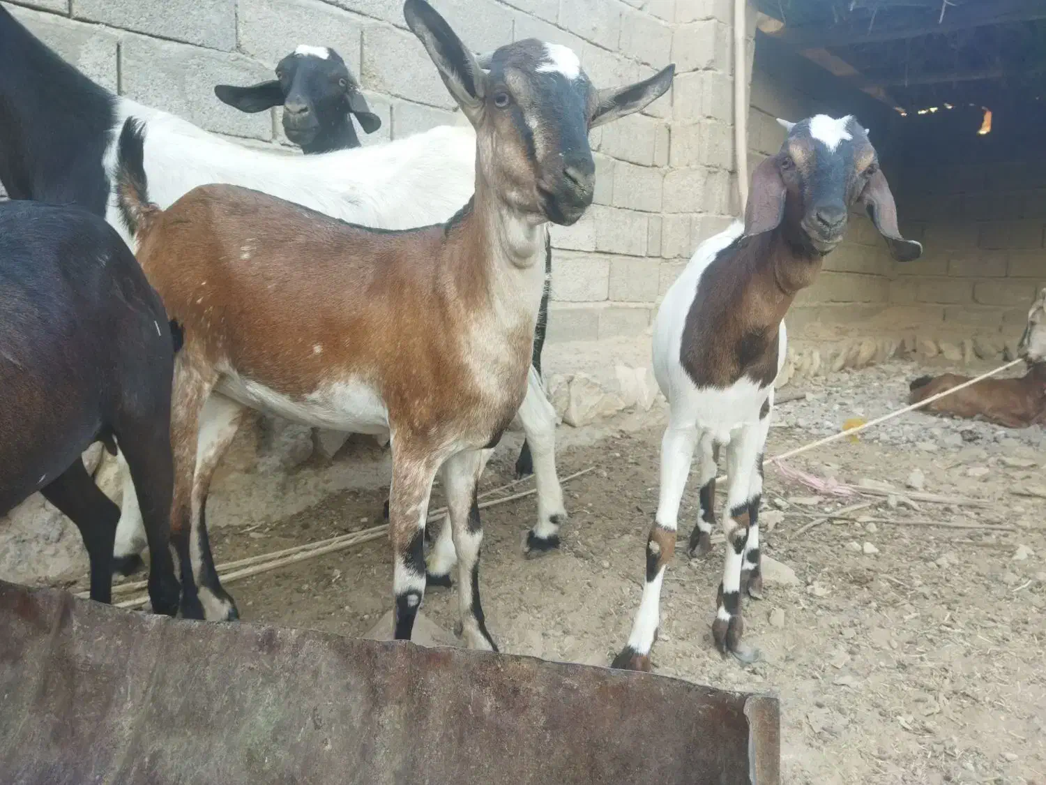 تعدادی بز|حیوانات مزرعه|مهران (هرمزگان), |دیوار