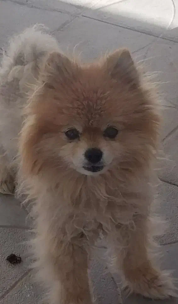 سگ پامر|سگ|فامنین, |دیوار