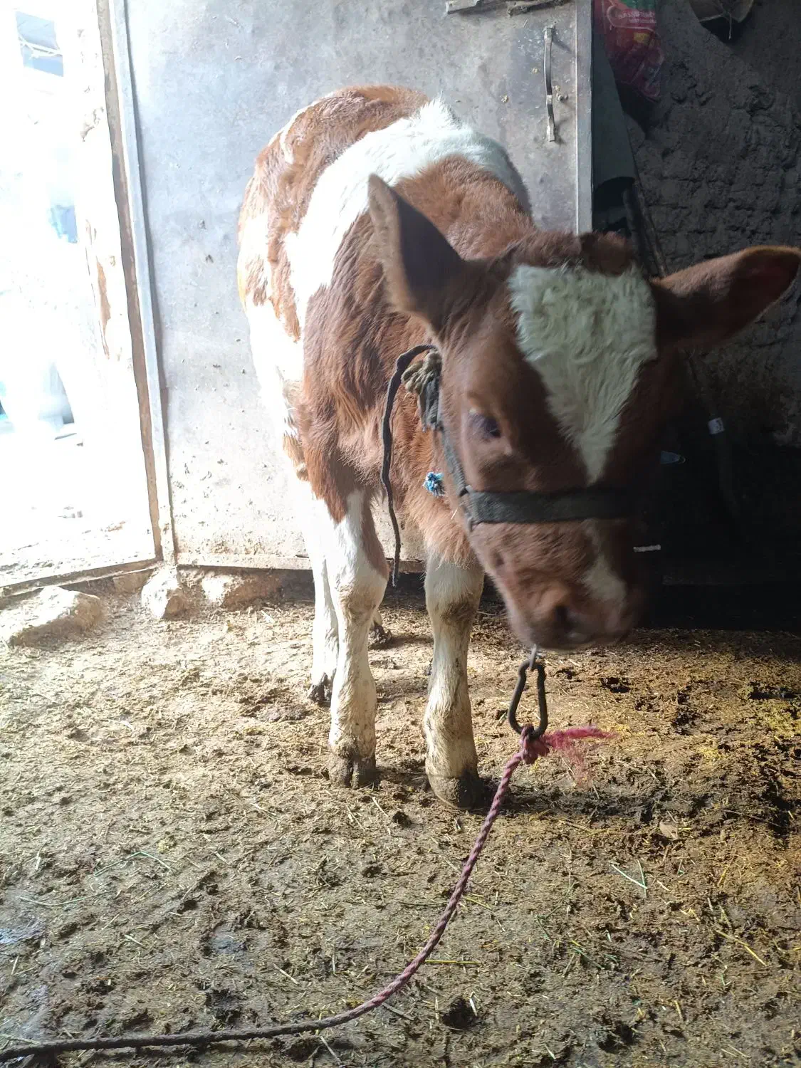 گاو گوساله سیمینتال|حیوانات مزرعه|سنقر, |دیوار