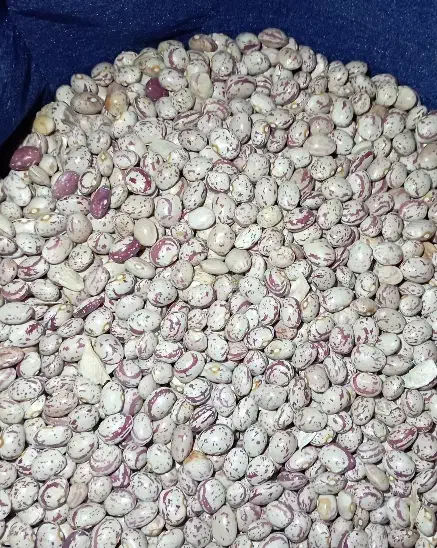 لوبیا چیتی دست چین|حراج|مهاجران, |دیوار