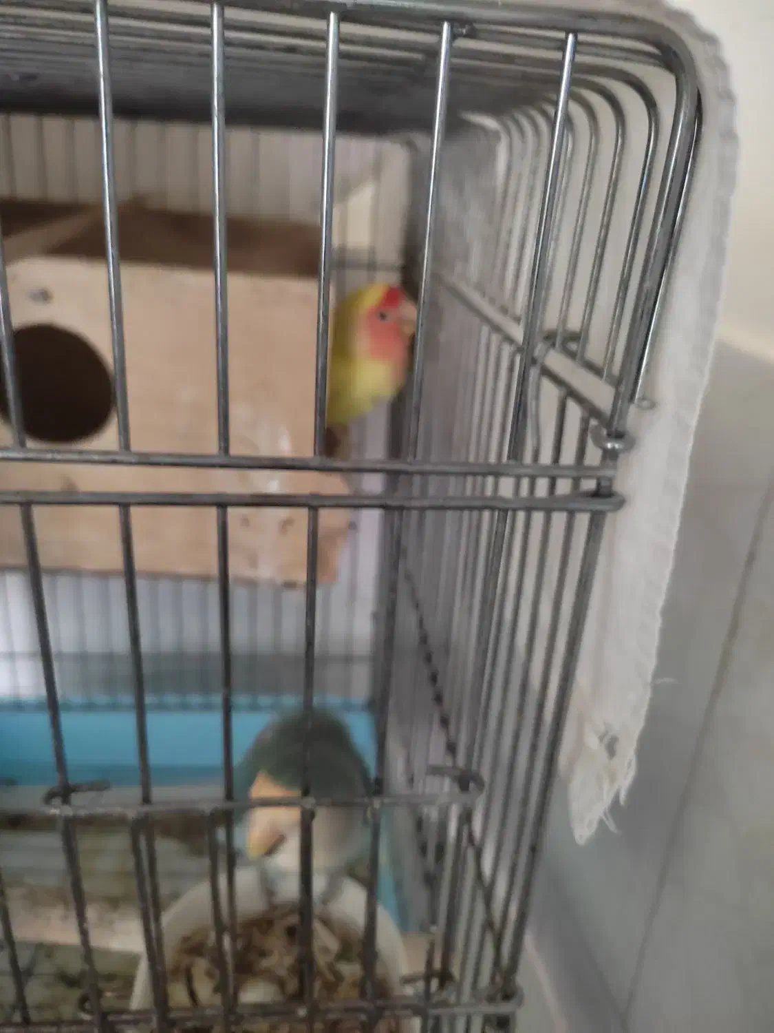 طوطی|پرنده|دشتابی, |دیوار