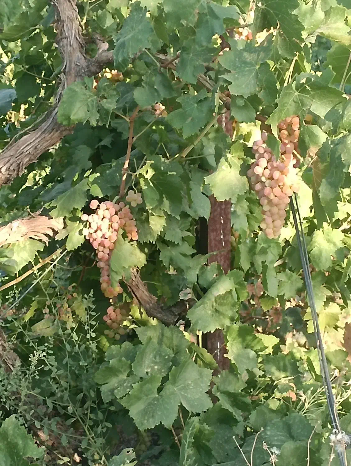 500 متر باغ انگور قطره ای سندتکبرگ|فروش دفتر صنعتی، کشاورزی، تجاری|محمدشهر, محمدشهر|دیوار