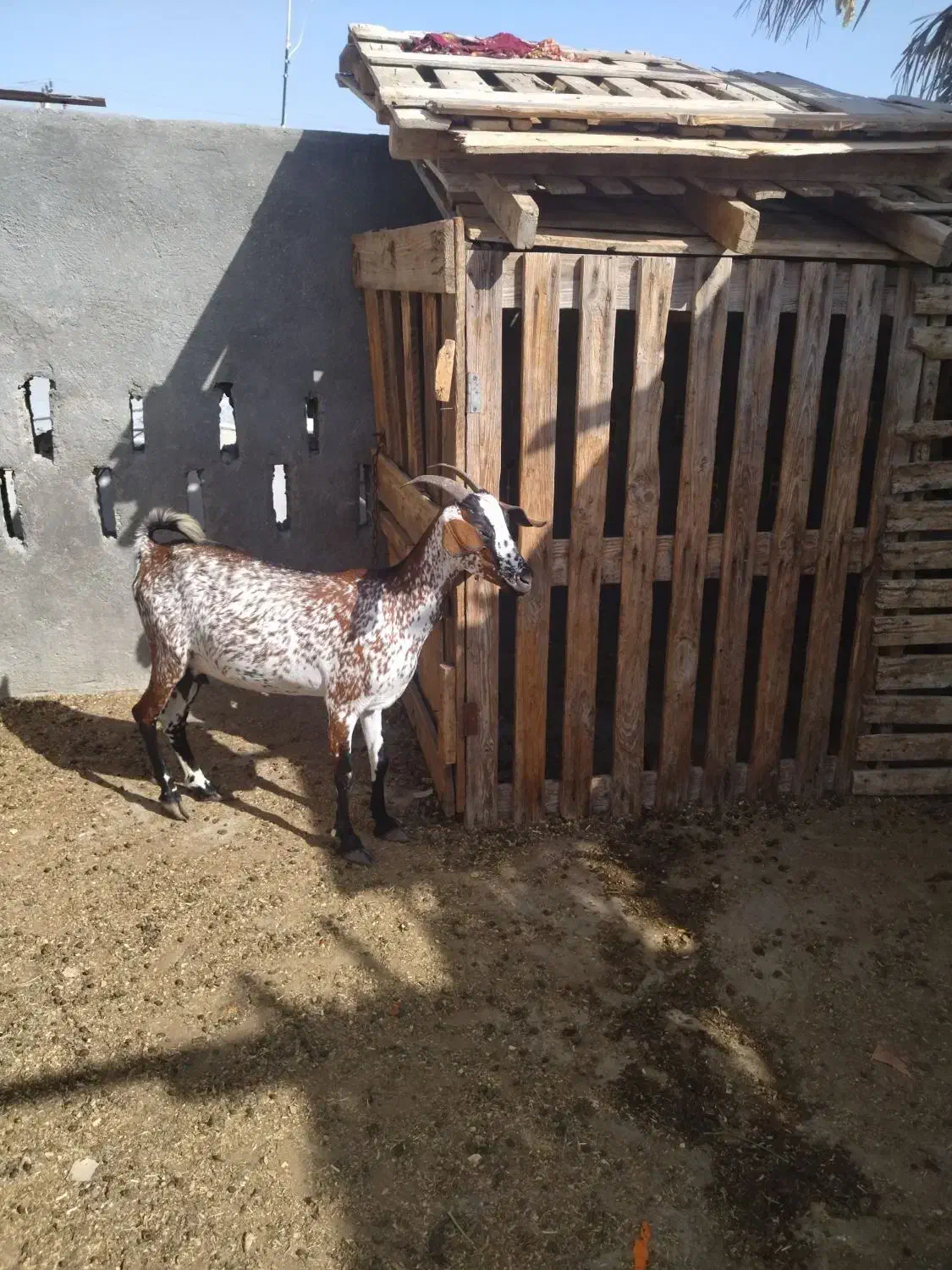 کهره آغوس|حیوانات مزرعه|قشم, |دیوار