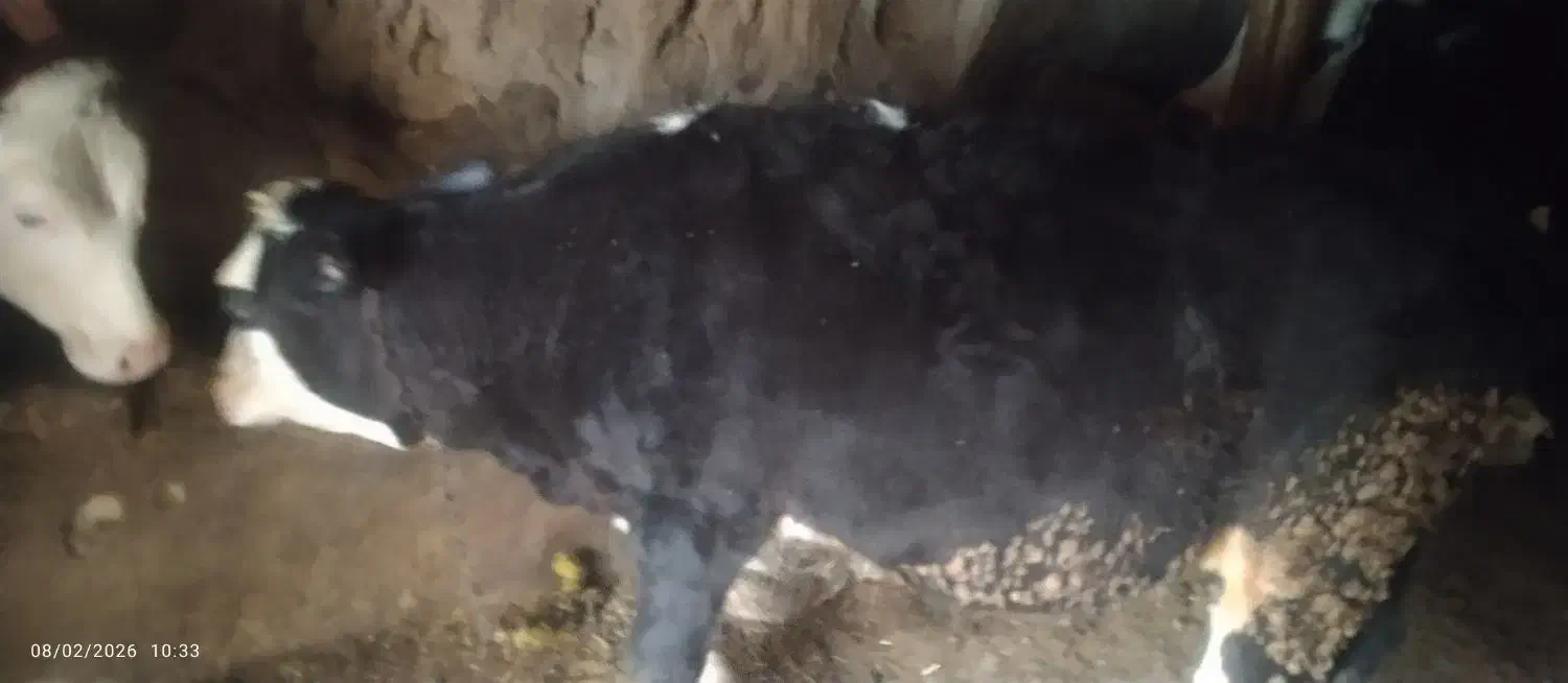 دوتا ماده سیمینتال|حیوانات مزرعه|شادیان, |دیوار