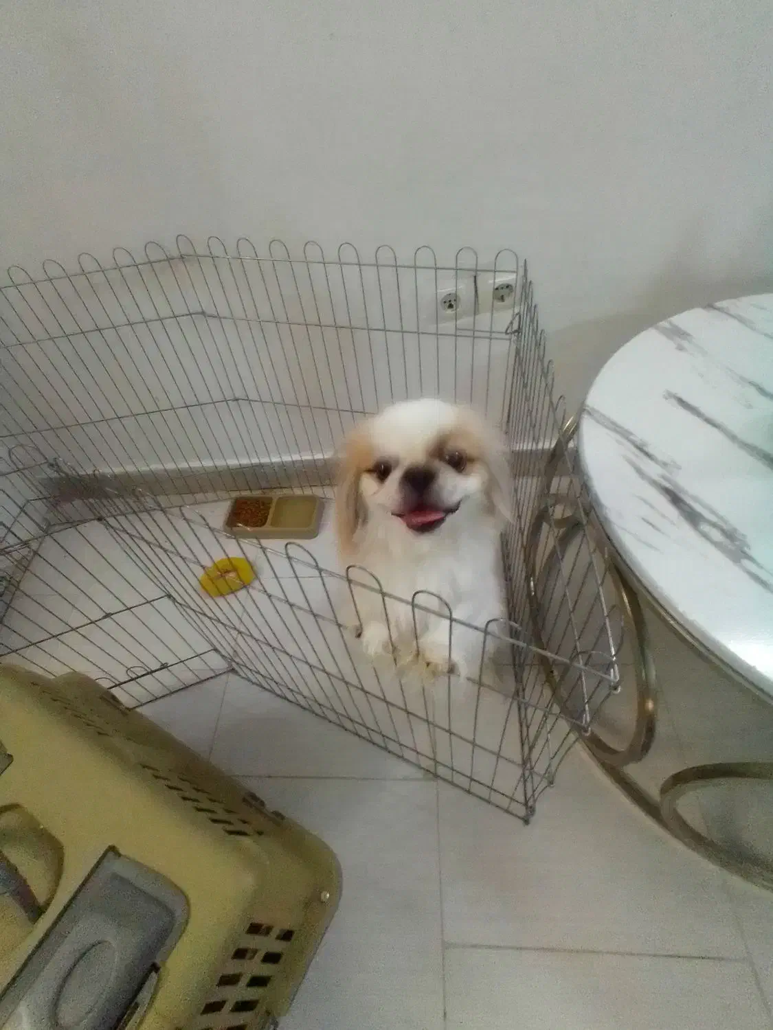 فروش پیکینیز امپریال|سگ|ری, بازار آهن|دیوار