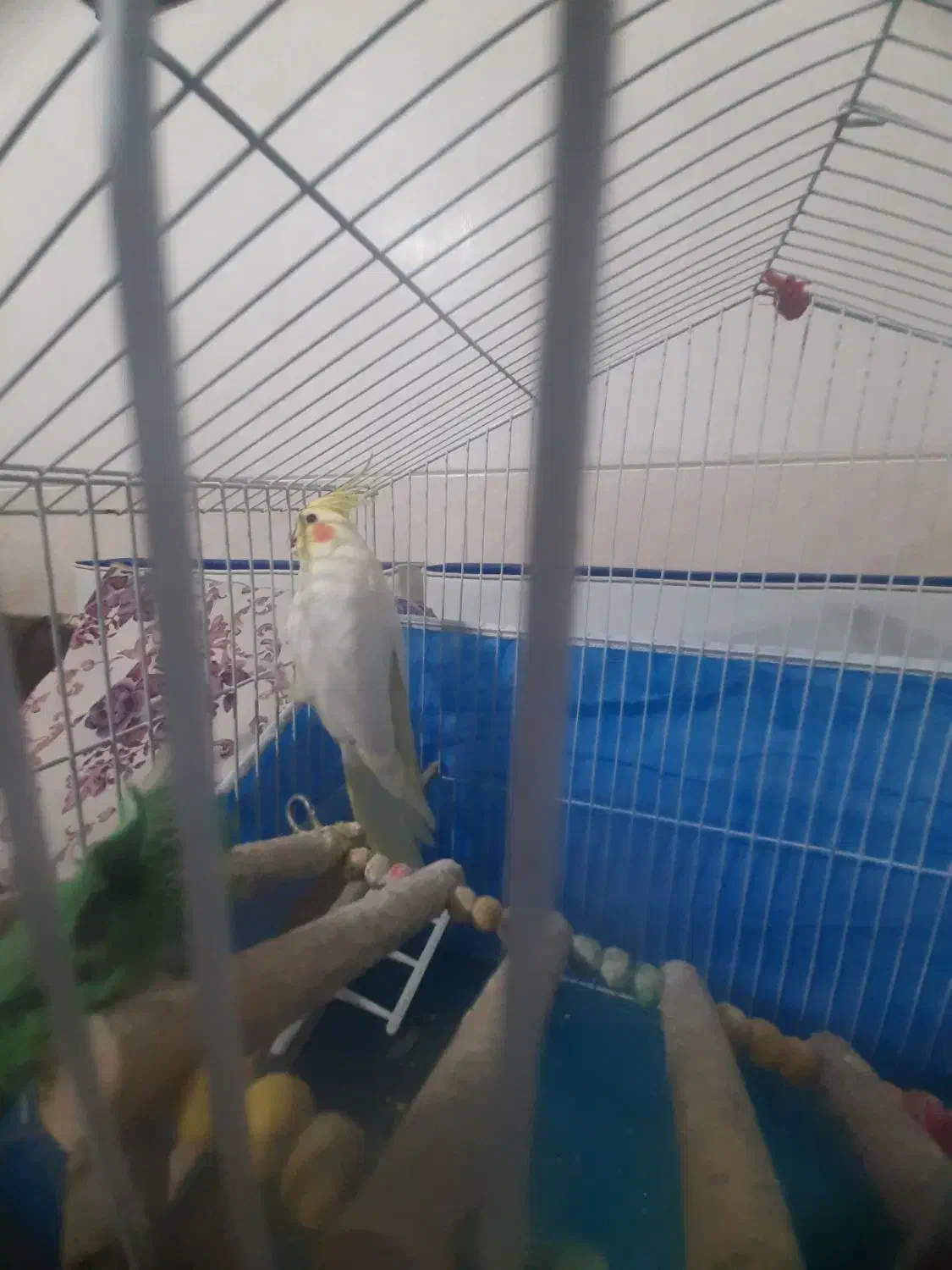 عروس هلندی نرلوتینو|پرنده|شیراز, شهرک امیر کبیر|دیوار