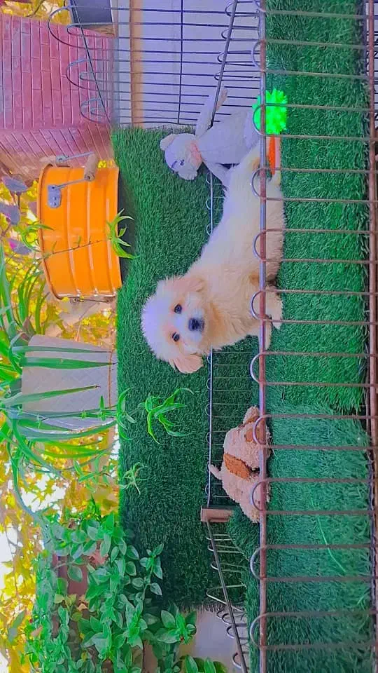 ...|سگ|تهران, استقلال|دیوار