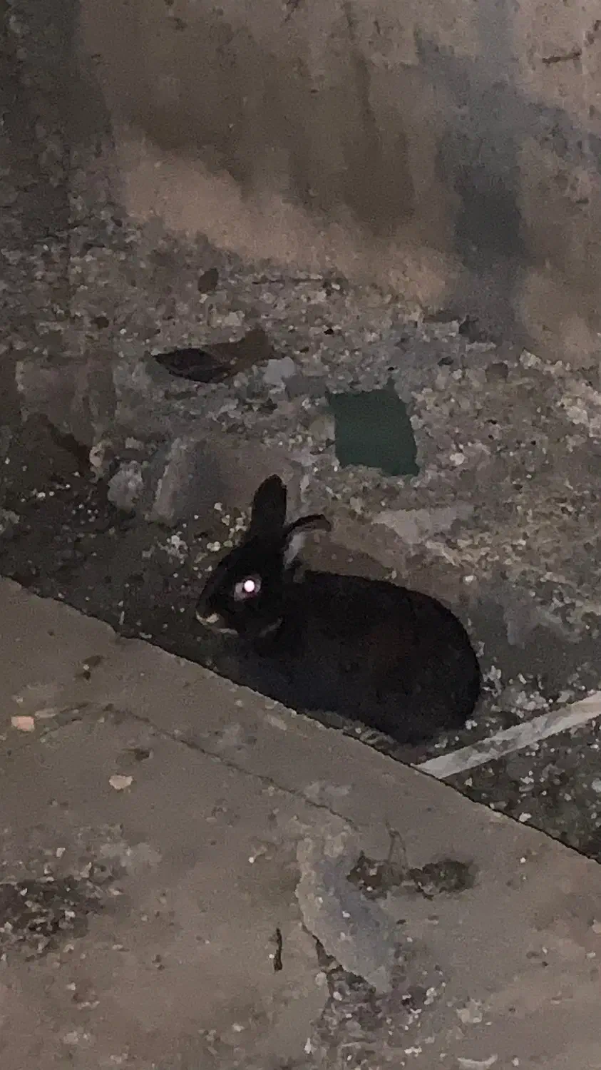 سه عدد عروس هلندی دو ماده و یک نر و دو عدد خرگوش|پرنده|کلاچای, |دیوار