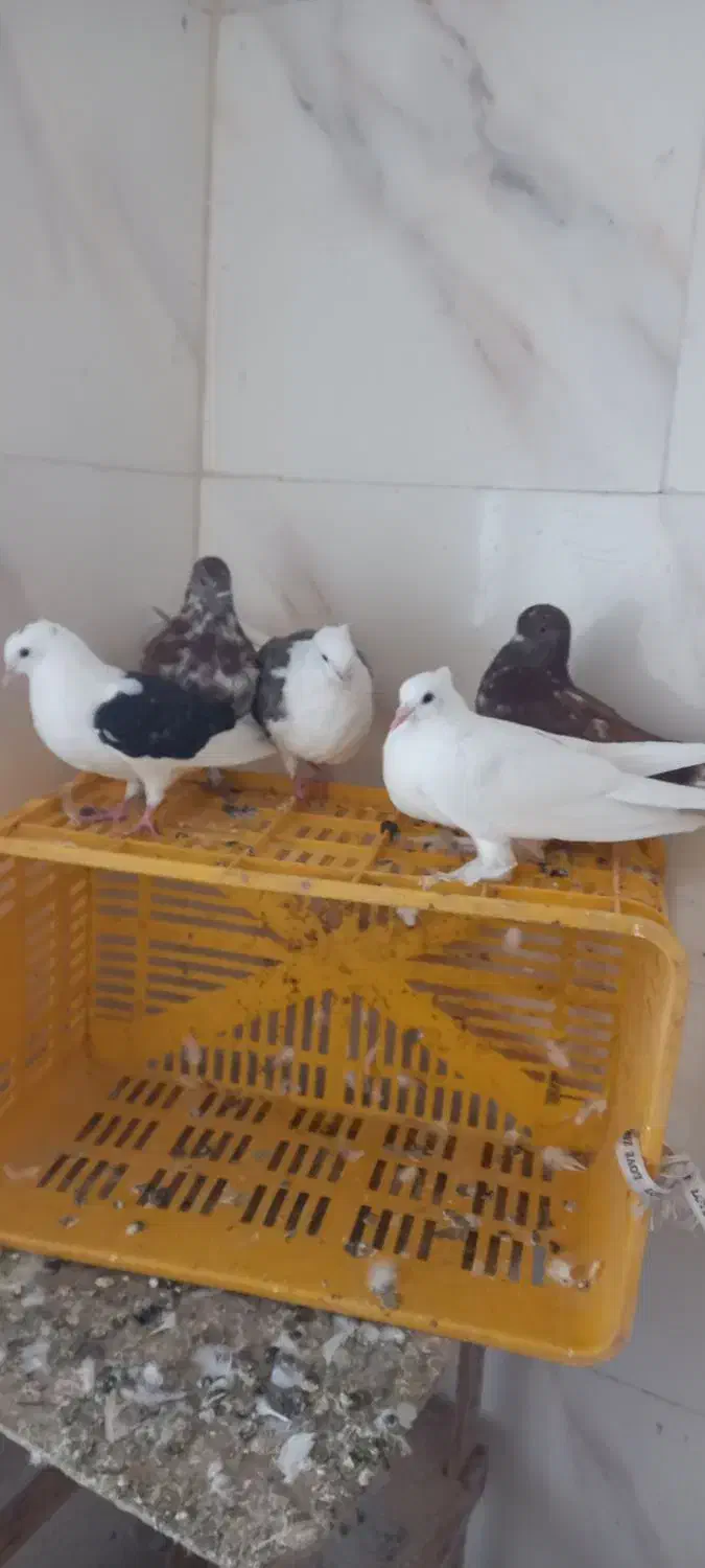 کبوتر پرشی|پرنده|خرمدره, |دیوار