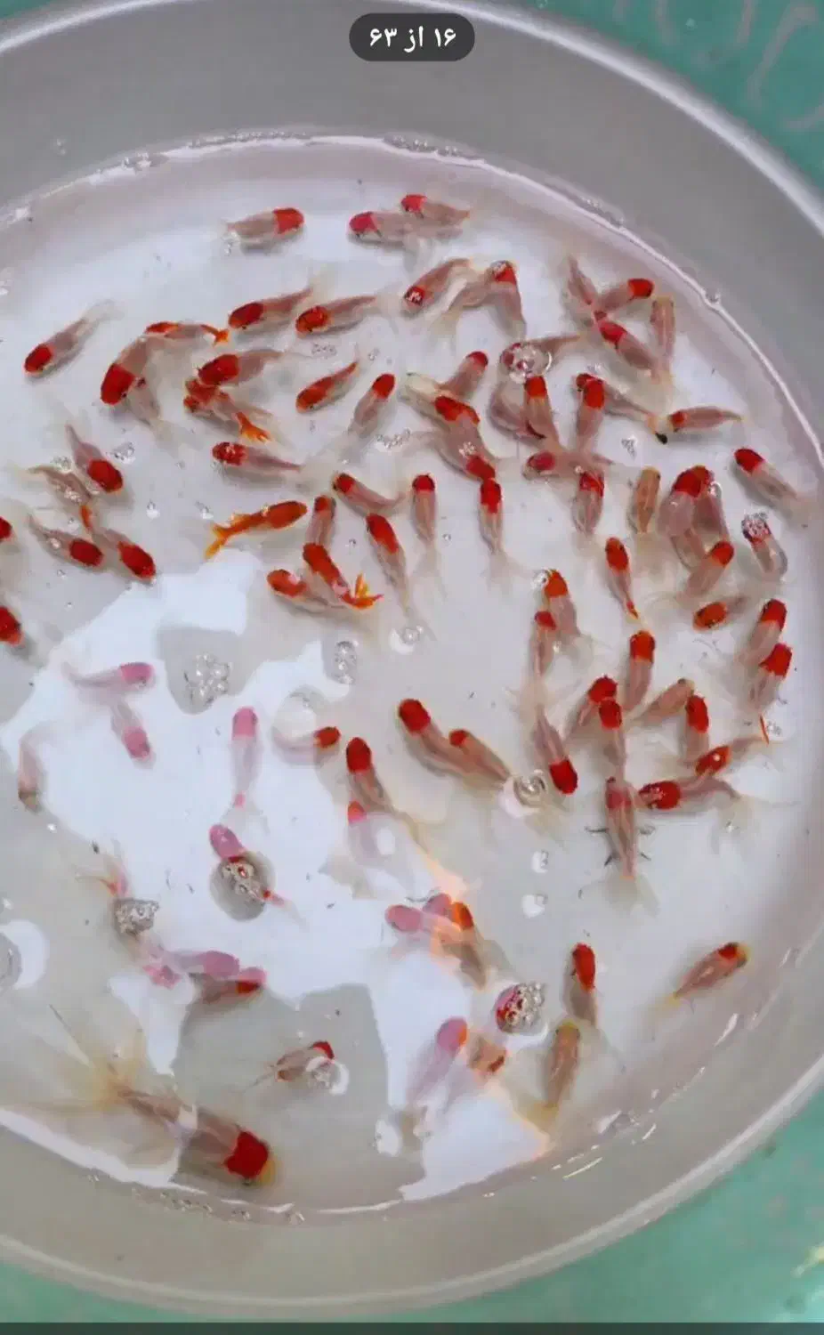 ماهی|ماهی|زرند, |دیوار