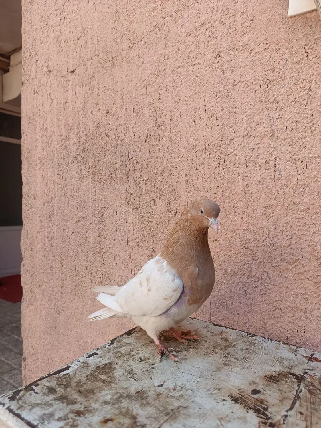 سه تا رنگه ماده|پرنده|مشهد, کارمندان دوم|دیوار