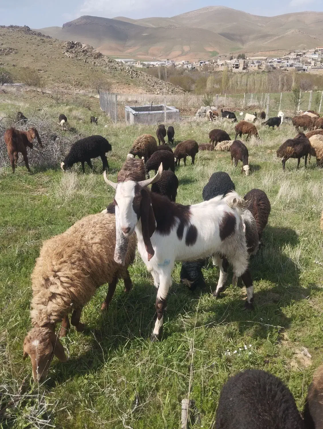 نر بزنجدی|حیوانات مزرعه|کنگاور, |دیوار