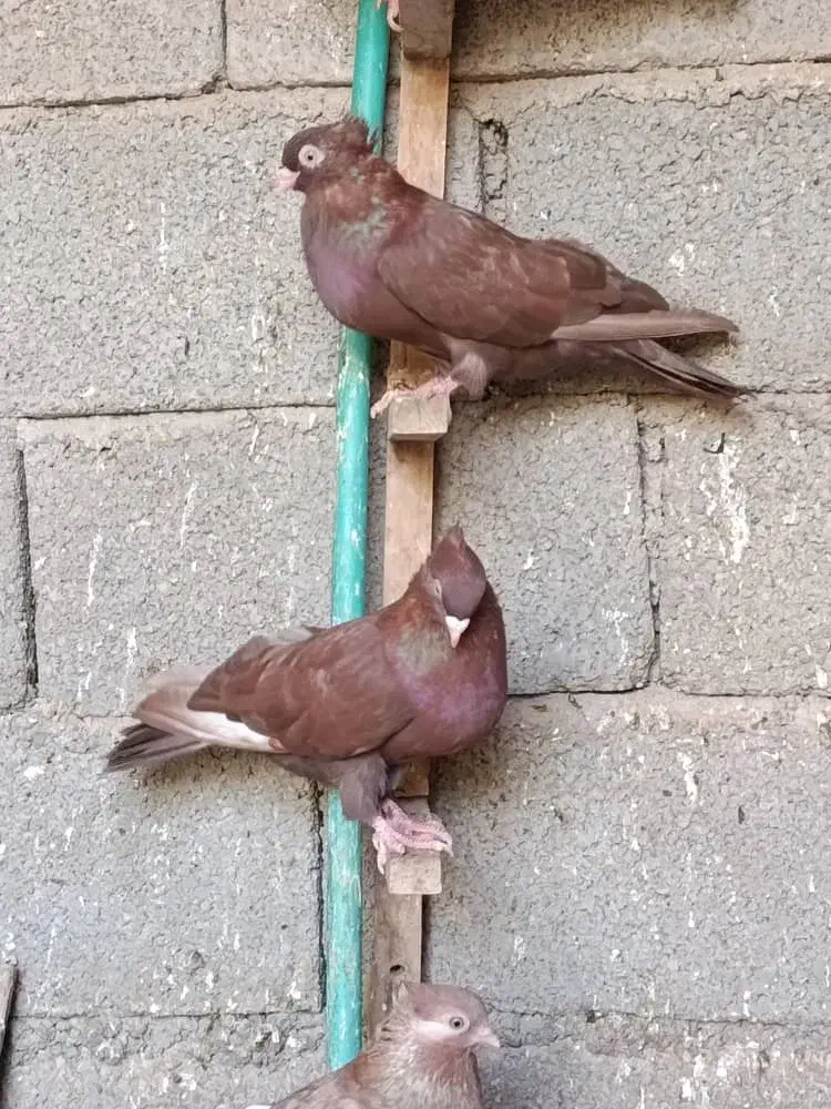 کبوتر آبادانی|پرنده|بندر گناوه, |دیوار