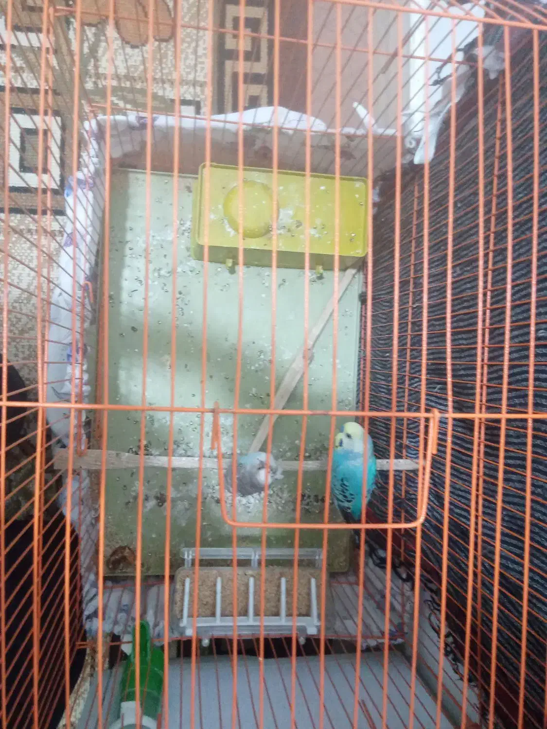 یک جفت مرغ عشق|پرنده|کوهدشت, |دیوار