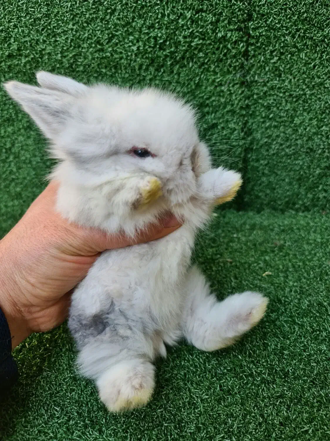 خرگوش لوپ اصیل هلندی از بهترین نژاد|موش و خرگوش|ساری, |دیوار