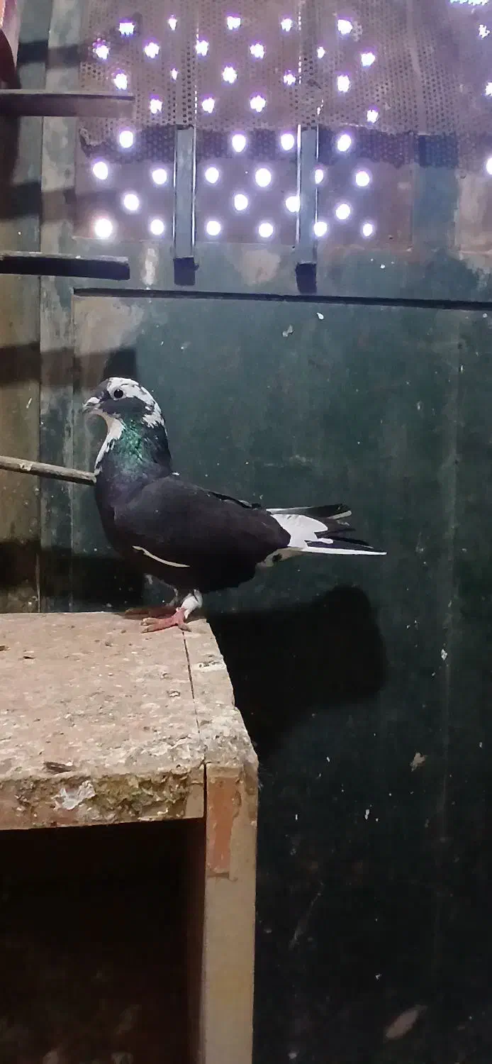 پرشی|پرنده|سبزوار, کلاته سیفر|دیوار