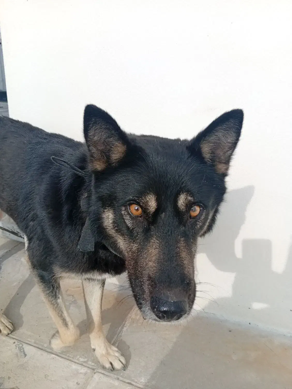 گرگی|سگ|شاندیز, |دیوار