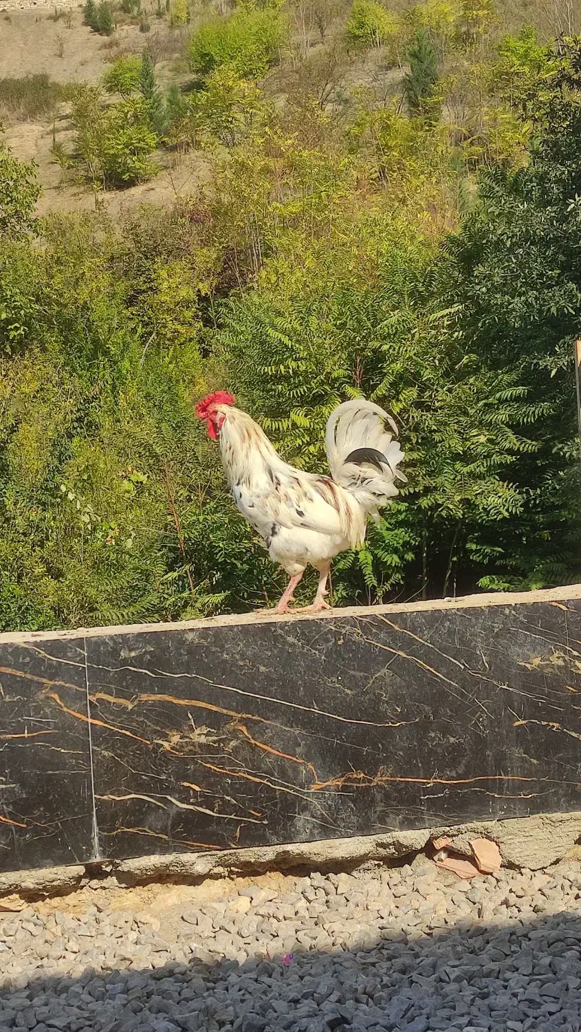 خروس محلی خروس گلین|حیوانات مزرعه|بهشهر, |دیوار