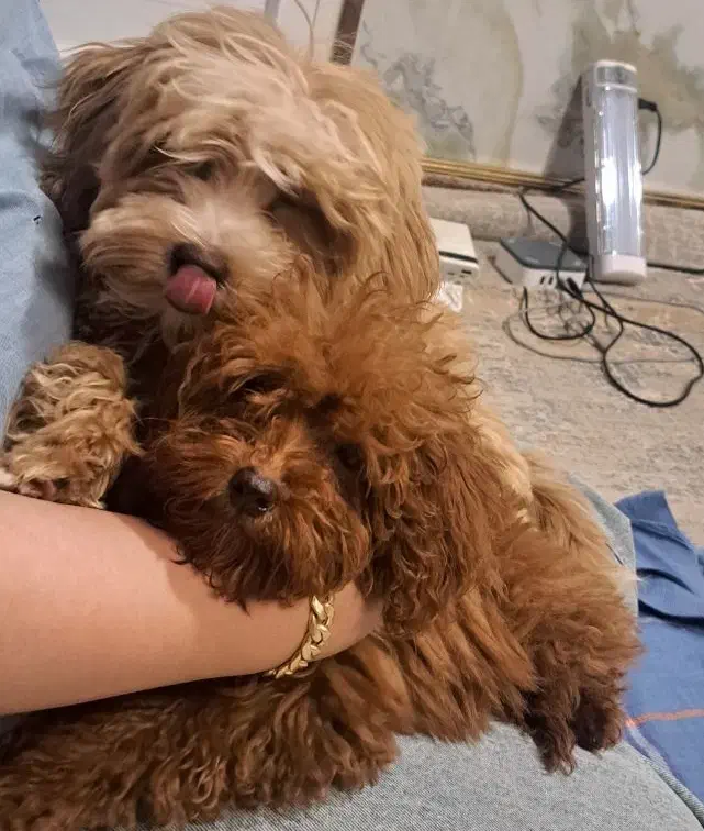 سگ توی پودل اصیل|سگ|تالش, تالش|دیوار